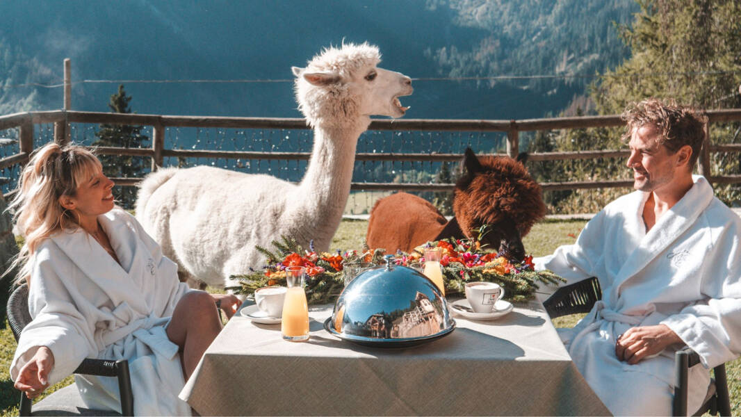 Colazione con Alpaca Pool Garden